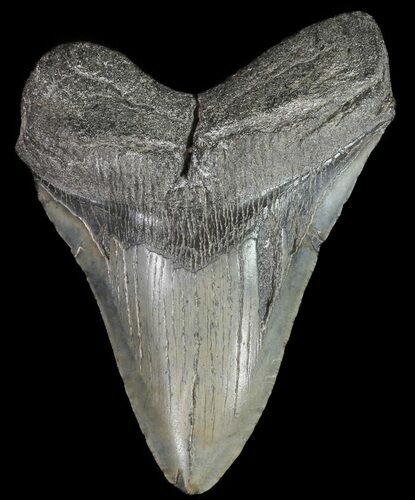 Large, Fossil Megalodon Tooth #69250